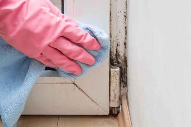 Environmental Consulting for Mold Prevention in Holbrook, NY